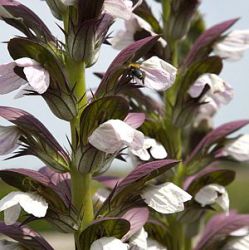 Acanthus balcanicus 'White Lips' (hungaricus)