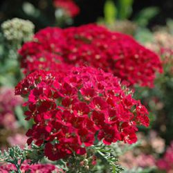 Achillea Tutti Frutti 'Pomegranate' ®