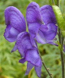 Aconitum napellus
