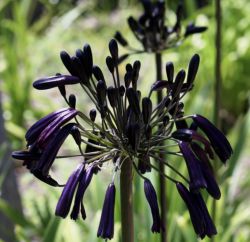 Agapanthus inapertus 'Black Magic'