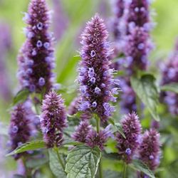 Agastache 'Beelicious Purple'  ®