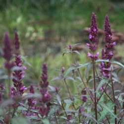 Agastache 'Linda'