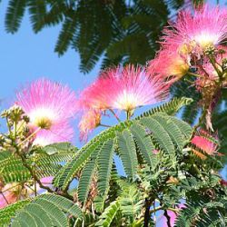 Albizia julibrissin OMBRELLA = 'Boubri'