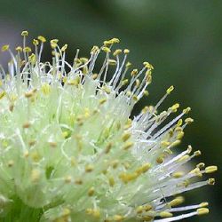 Allium fistulosum