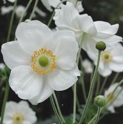 Anemone 'Honorine Jobert'