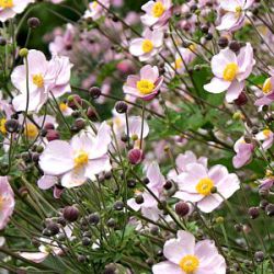 Anemone tomentosa 'Robustissima'