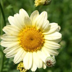 Anthemis tinctoria 'Sauce Hollandaise'