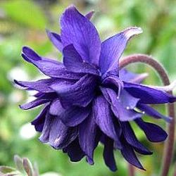 Aquilegia vulgaris var. stellata 'Blue Barlow'