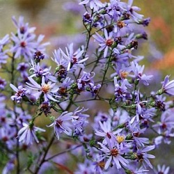 Aster cordifolius 'Photograph'