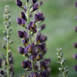 Baptisia 'Dark Chocolate'