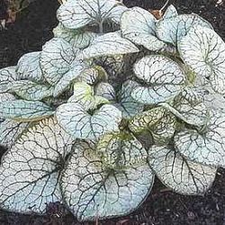 Brunnera macrophylla 'Jack Frost' ®