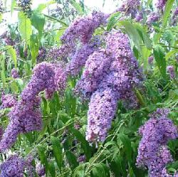 Buddleja davidii 'Dartmoor'