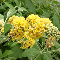 Buddleja x weyeriana 'Honeycomb'