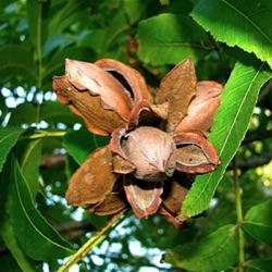 Carya illinoinensis