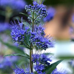 Caryopteris x clandonensis 'Dark Knight'