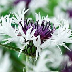 Centaurea montana 'Amethyst in Snow' ®