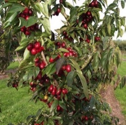 Cornus mas 'Schönbrunner Gourmet Dirndl'
