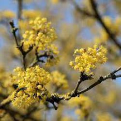 Cornus mas