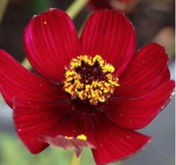 Cosmos atrosanguineus 'Spellbound' ®