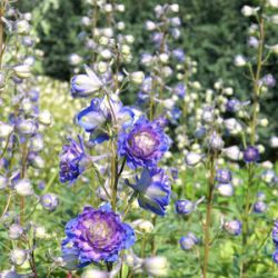 Delphinium 'Sweet Sensation'® (Highlander™)