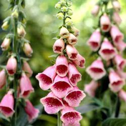 Digitalis x mertonensis