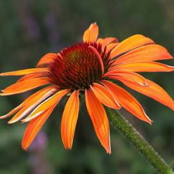 Echinacea 'Hot Summer' ®