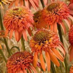 Echinacea 'Irresistible' ®