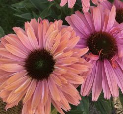 Echinacea 'SunSeekers Rainbow' ®