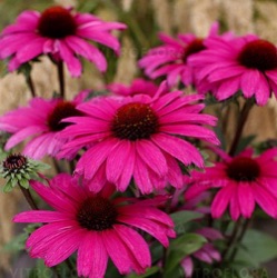 Echinacea 'Wild Romance'
