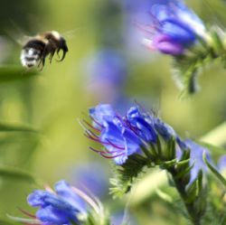 Echium vulgare