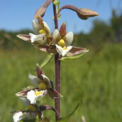 Epipactis palustris