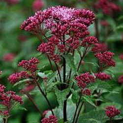 Eupatorium dubium 'Baby Joe' ®