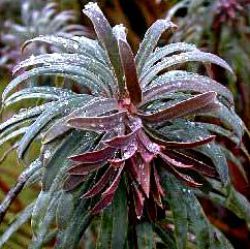 Euphorbia characias 'Purple and Gold'