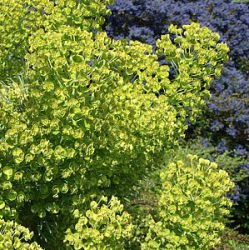 Euphorbia characias subsp. wulfenii