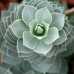 Euphorbia myrsinites