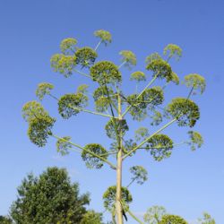 Ferula communis subsp. glauca