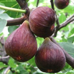 Ficus carica 'Madeleine des Deux Saisons'