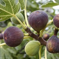 Ficus carica 'Morena' ®