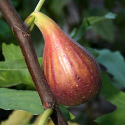 Ficus carica 'Perretta'