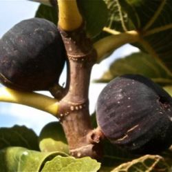 Ficus carica 'Précoce de Bordeaux'