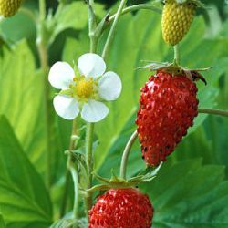 Fragaria vesca 'Alexandria'