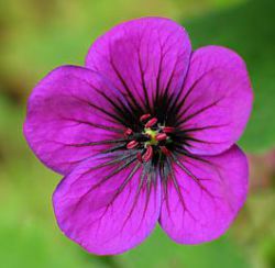 Geranium 'Ann Folkard'