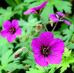 Geranium 'Anne Thomson'