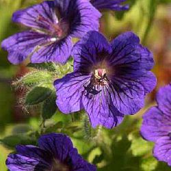 Geranium 'Blue Blood'