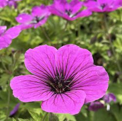 Geranium 'J.S. Matu Vu' ®