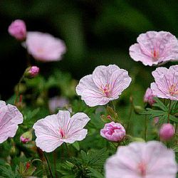 Geranium sanguineum var. striatum