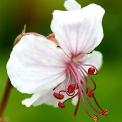 Geranium x cantabrigiense 'Biokovo'