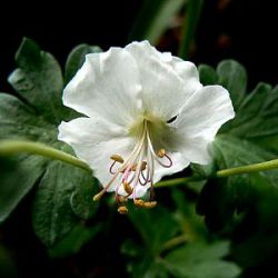 Geranium x cantabrigiense 'St Ola'