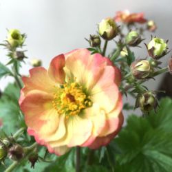 Geum 'Censation™ Lipstick'