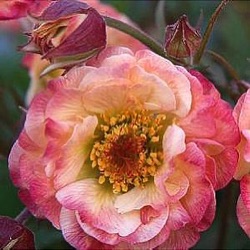 Geum 'Cocktail™ Cosmopolitan' ®